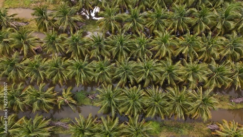 High Angle Landscape of Beautiful Organic Coconut Crop and Farming Field