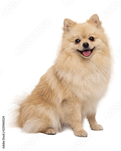 Cute Fluffy Pomeranian Dog Sitting and Smiling Isolated on Transparent Background