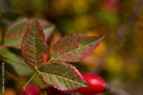 Herbstbild