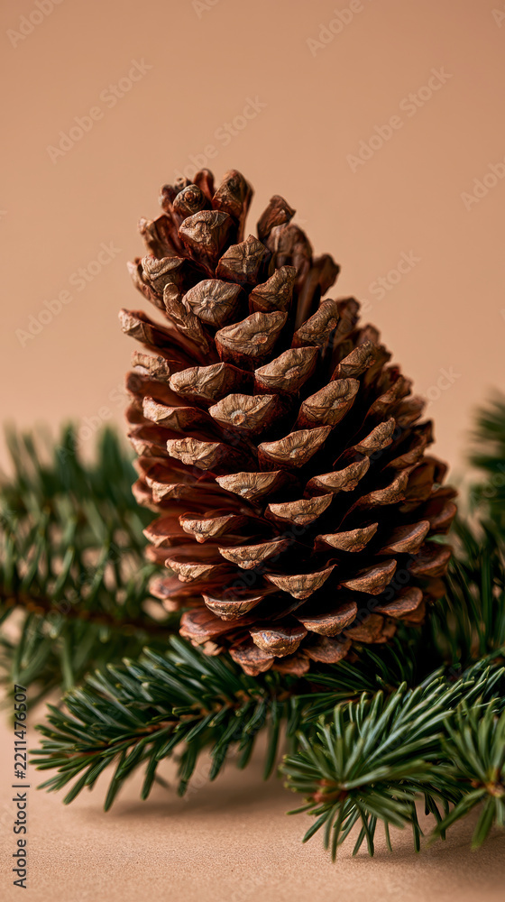 Fototapeta premium Pine Cone Christmas with Oversized Natural Pine Cone on Evergreen Branches