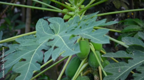 Unripe Green Papaya Fruits Growing on Papaya Tree with Large Leaves