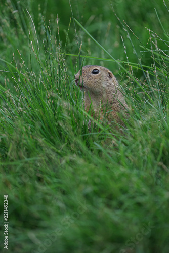 European ground squirrel