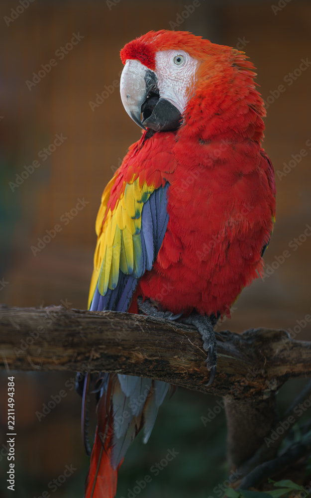Obraz premium Scarlet macaw