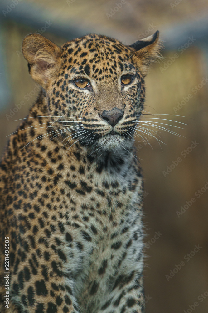 Obraz premium Sri Lankan leopard