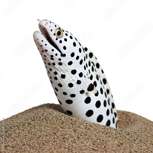 White Spotted Moray Eel Emerging from Sand