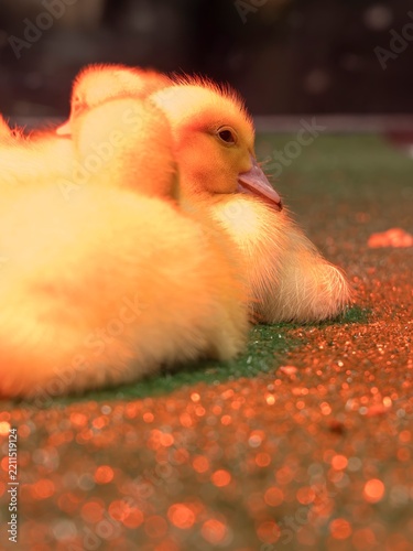 Chick in Incubator