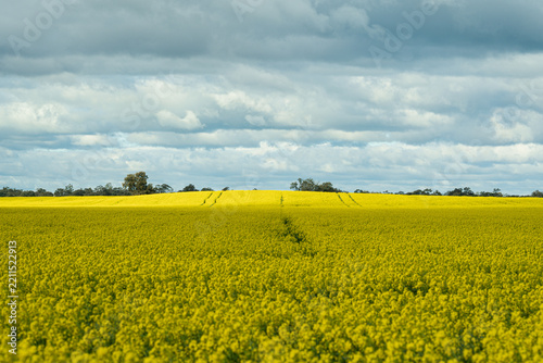 Rural landscape: vibrant canola field stretches across gently rolling farmland under expansive cloud-filled sky, with tractor tracks and distant trees on horizon, Donald, Victoria, Australia