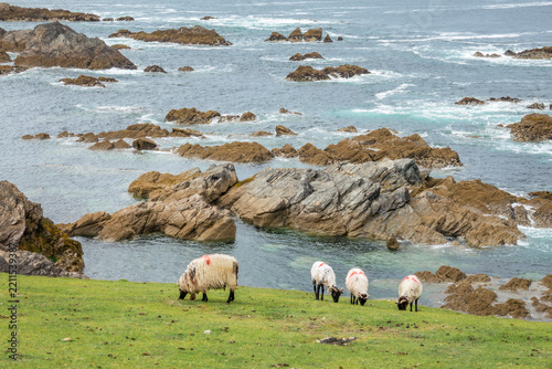 Sheep grazing on the coast of Achill island, scenic coastal landscape, County, Mayo, Ireland