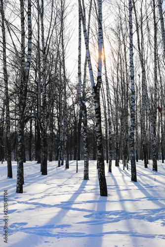 Sun is behind white birch trees at snowy winter day in Russia - Snow blankets tall, slender trees. Sunlight filters through bare branches. Long shadows stretch across white ground