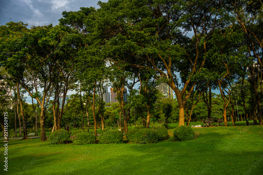 Fototapeta premium Green meadow grass tropical forest city public park blue sky with cloud