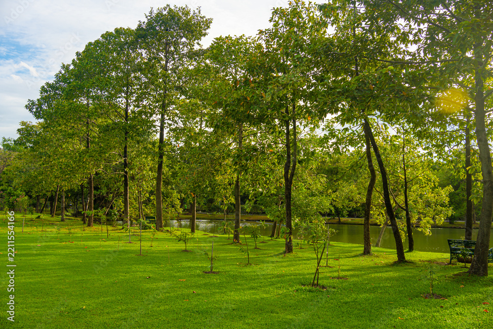 Obraz premium Green meadow grass tropical forest city public park blue sky with cloud