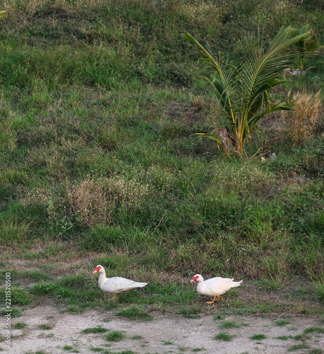 Two white Muscovy ducks walking on green grass
