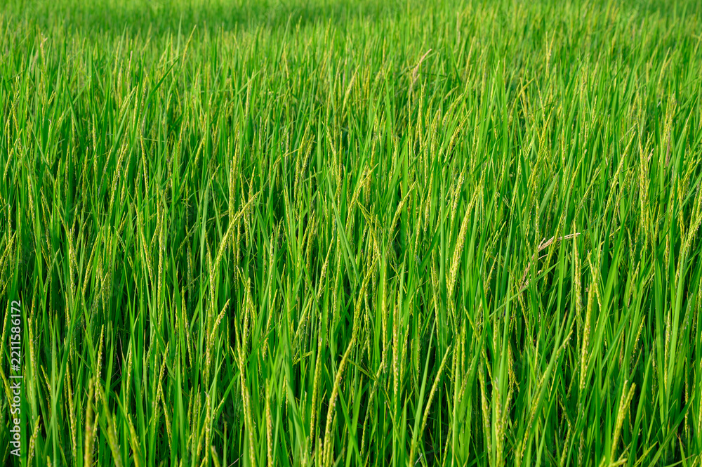 Obraz premium A close-up view of a green rice field in Thailand, Asia, with young rice stalks bearing heads of grain, awaiting harvest.Different camera angles