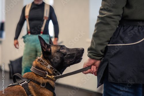 Working dog looking up at handler during indoor training