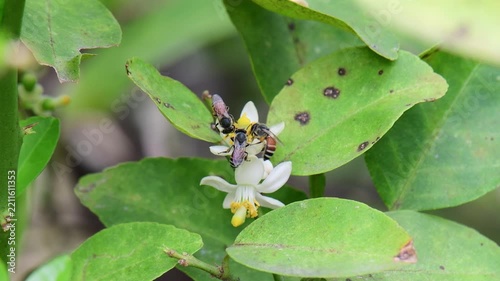 Bee collecting nectar from the white flowers of a lime tree.