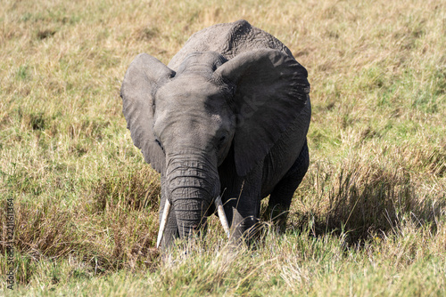 African Elephant with Ears Spread Walking in Savanna Grass