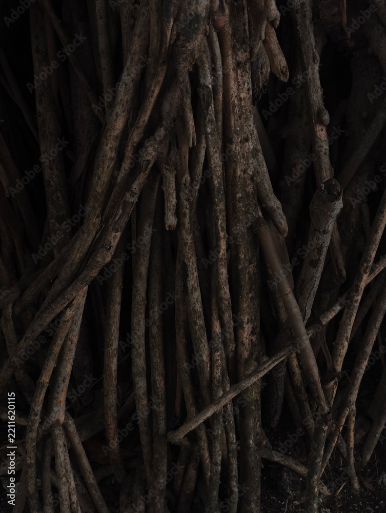 Fototapeta premium close up of tree roots