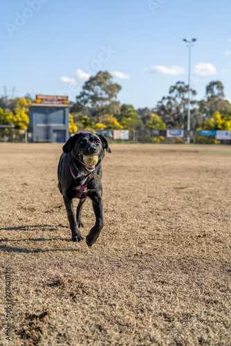 black retriever dog running in the park with ball