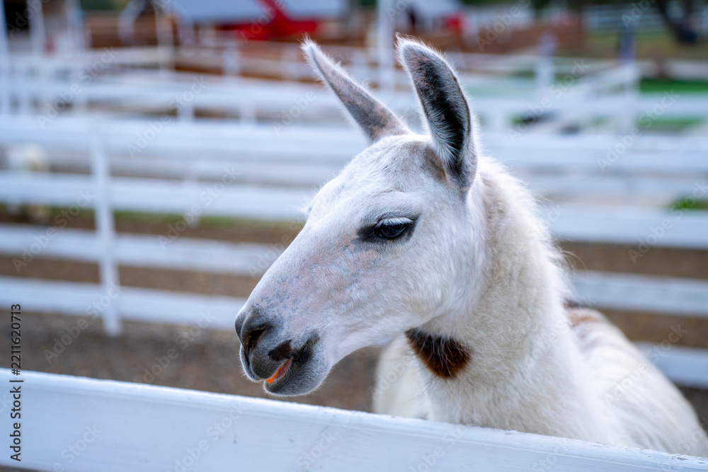 Fototapeta premium Close view of a white llama standing behind a fence in an outdoor enclosure.