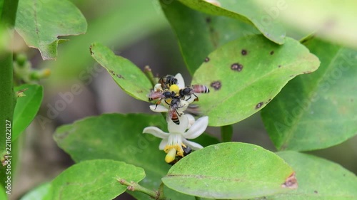 Bee collecting nectar from the white flowers of a lime tree.