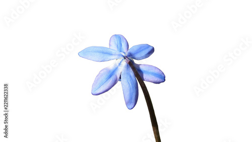Fotografie purple and blue flower of  the Siberian squill Isolated on transparent backgroun