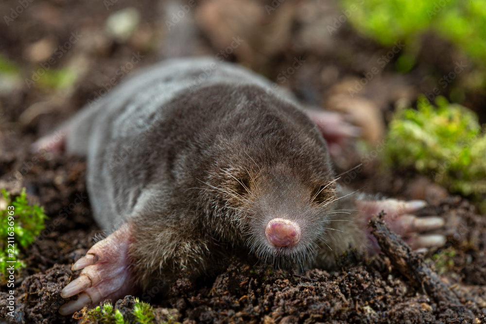 Obraz premium Mole Resting on Soil in a Natural Habitat