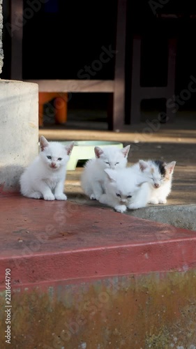 Four Cute Sleepy Kittens Outdoors