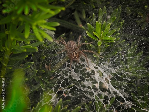 A close up macro shot of a grass spider waiting on its intricate silk web nestled among lush green evergreen foliage
