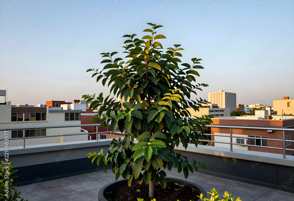 Fototapeta premium Urban gardening and sustainability, potted tree on a rooftop terrace with city skyline background at sunset for green architecture and eco living