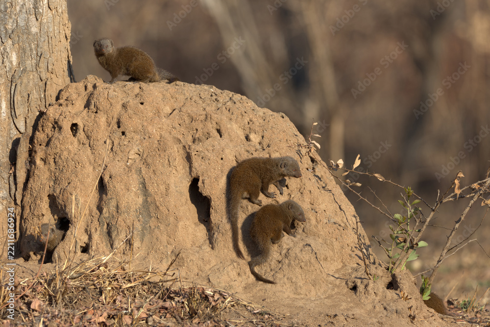 Obraz premium Dwarf Mongooses (Helogale parvula) on a termite mound. Taken in Kruger National Park, South Africa.
