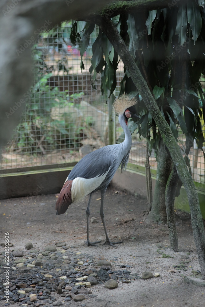 Obraz premium A grey crowned crane stands gracefully inside a zoo aviary surrounded by lush greenery.