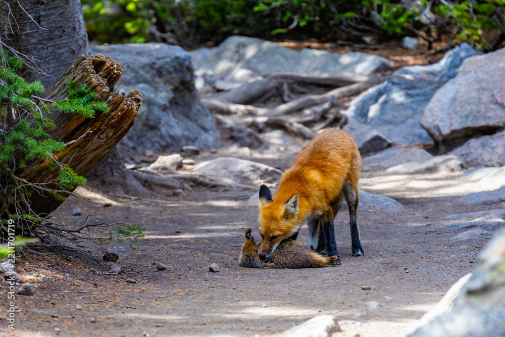 Fototapeta premium Red fox portrait holding prey at Rocky Mountain National Park