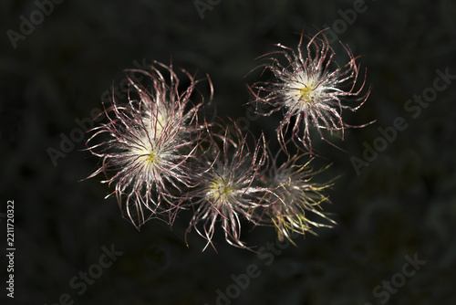 View of the delicate, feathery seed heads of a Pasque flower with wispy, thread-like structures against a dark, blurred background in Cambridgeshire, United Kingdom.