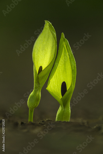 View of two Arum maculatum plants with vibrant green spathes and dark spadices emerging from the soil in Cambridgeshire, United Kingdom.