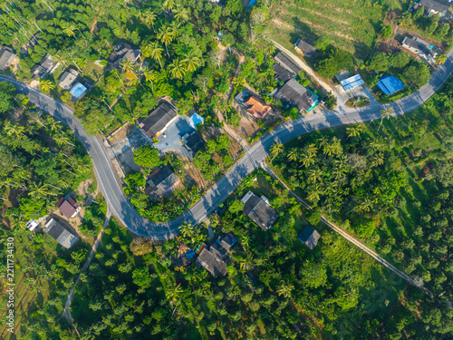 Aerial view green palm oil plantation tree forest