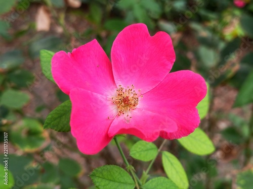 Close-up daylight view of a vibrant pink wild rose flower in full bloom, featuring delicate petals and central stamens, surrounded by green leaves.