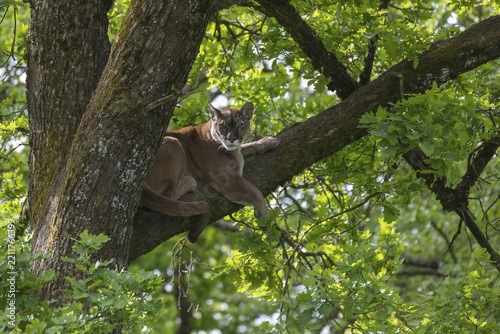 One male cougar, Puma concolor, resting on a big branch high up in an oak tree