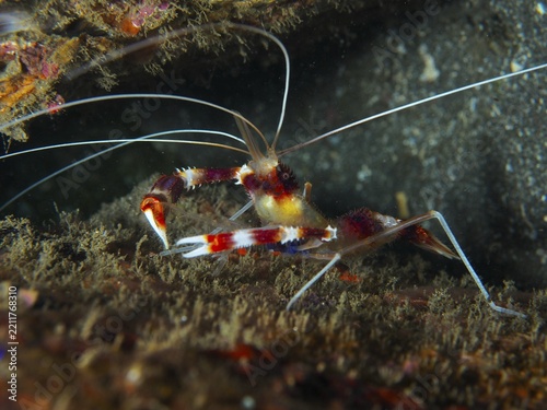 A striped Banded Coral Shrimp (Stenopus hispidus) in an underwater area with algae, dive site Secret Bay, Gilimanuk, Bali, Indonesia