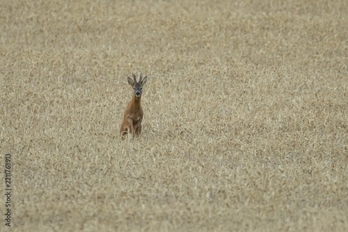 Roe deer (Capreolus capreolus) adult male roebuck buck mammal running through a farmland wheat field in summer, England, United Kingdom