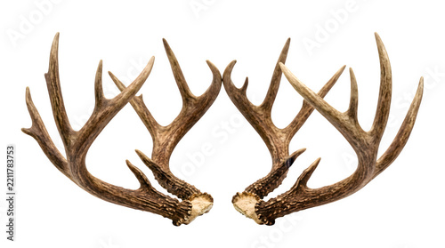 Pair of large brown deer antlers isolated on a white background with animal part