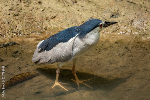 A Black-crowned Night Heron (Nycticorax nycticorax) found on every continent except for Antarctica and Australia.