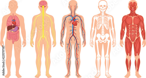 Human Body Systems Vector Illustration Set with Internal Organs Nervous Circulatory Skeletal and Muscular Structures