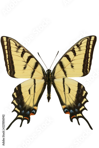 Two-tailed Tiger Swallowtail butterfly specimen isolated on transparent background