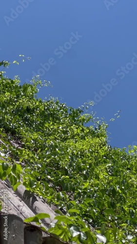 green tree in the wind