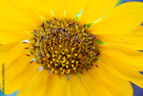 View of a vibrant sunflower in full bloom with detailed yellow petals and a textured center in Neelum, Kashmir, Pakistan.