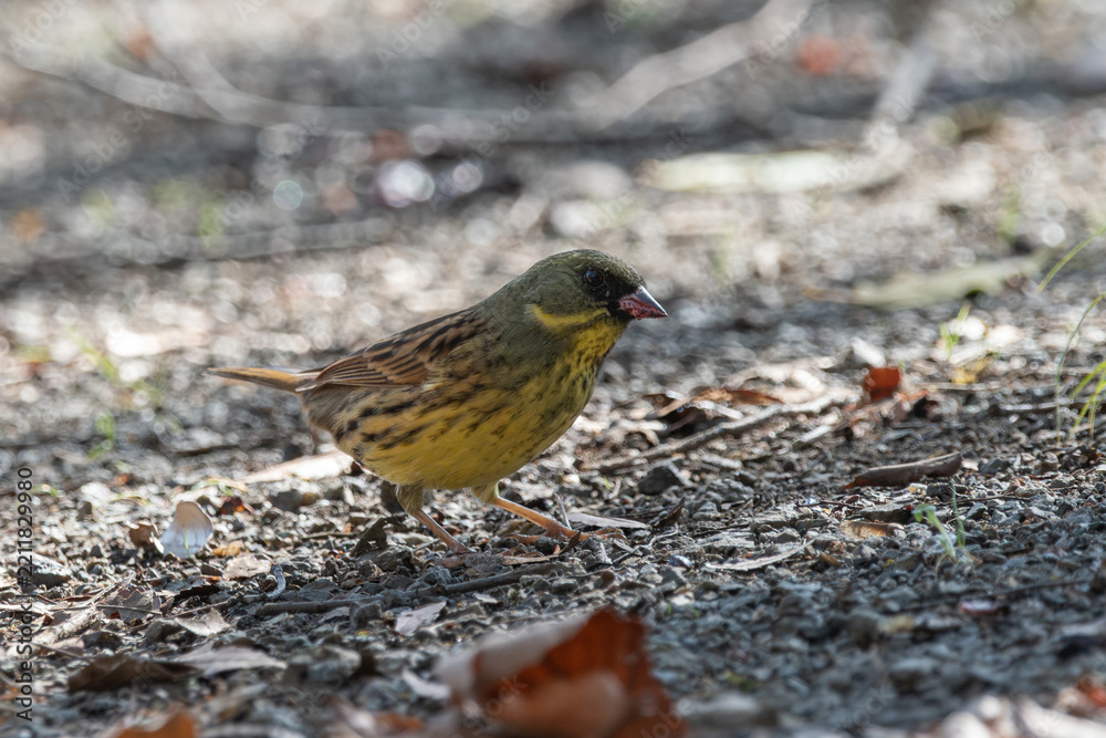 Obraz premium Black-faced bunting searching for food on the ground in nature