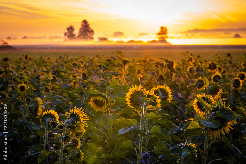 Naklejka premium Sonnenaufgang an einem nebeligen Herbstmorgen über einem Sonnenblumenfeld