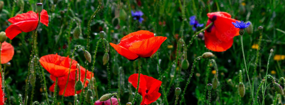 Fototapeta premium Vibrant red poppies and scattered blue cornflowers fill a sunlit summer meadow, with delicate petals, green stems and morning dew creating a fresh, natural floral scene full of color and texture.