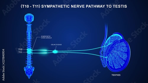T10 to T11 - The sympathetic nerve pathway to the testis 3d animation