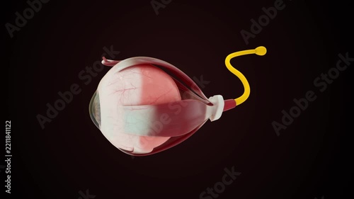 The human eye rotates in three dimensions 3D animation video